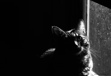 $Day 194 - Mrs Parker.webp