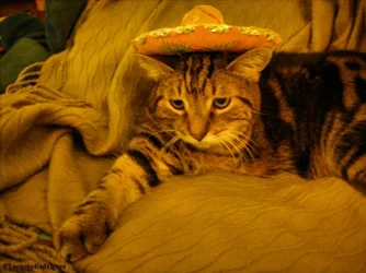 $Day 81 - Sombrero Gomer.webp