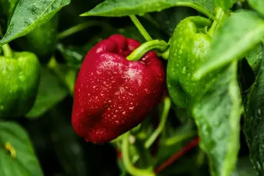 $red pepper resize.webp