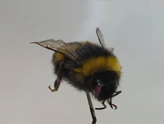$bee1.webp