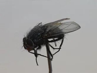 $fly2.webp