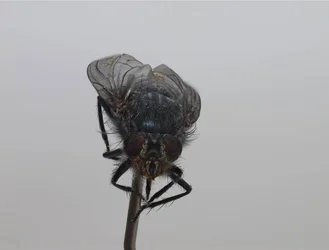 $fly2front.webp