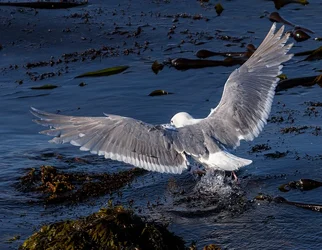 $9649348865_16dcb5b0b8_o.webp
