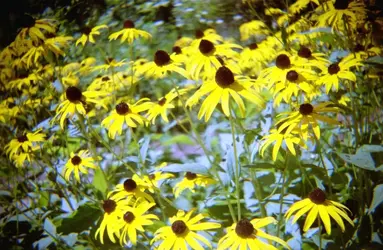 $Black-eyed Susans.webp