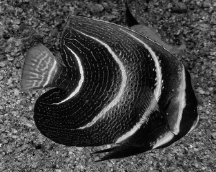 $!-angel-PICT0148-bw.webp