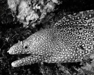 $!MorayPICT0217bw.webp