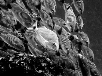 $!PICT0107bw.webp