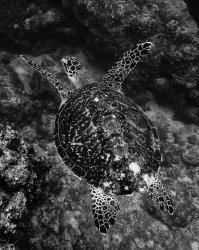 $!-TurtlePICT0137bw.jpg