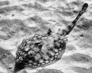 $!-PICT0088bw.webp