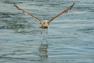 $Pelican-1 resized.webp