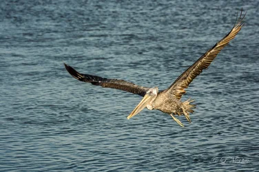 $Pelican-3 resized.webp