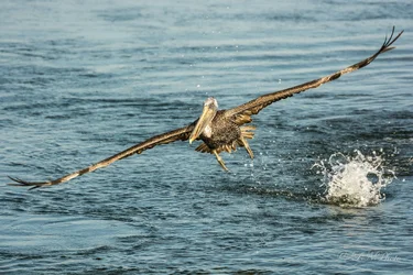 $Pelican-4 resized.webp