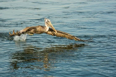 $Pelican-5 resized.webp