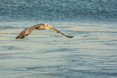 $Pelican-6 resized.jpg