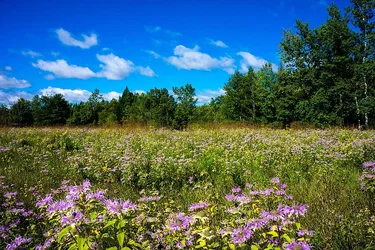 $7341d1378227260t-fall-flowers-flower-field.webp