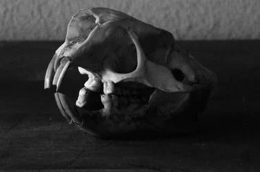 $skull_0001.webp