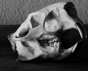 $skull_0002.webp