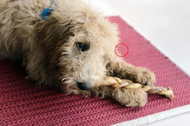 $puppy.webp $puppy.webp