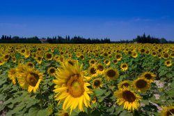 $Arles Sunflowers.jpg