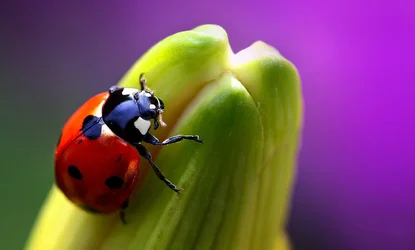 $LadyBug-web.webp