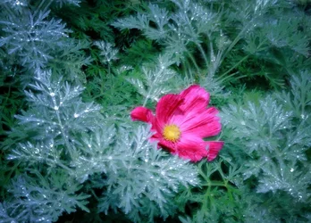 $00IMG_0342 1000p.webp
