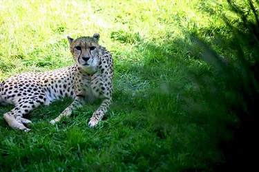 $zoo_cheeta.webp $zoo_cheeta.webp