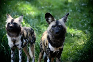 $zoo_hyena.webp $zoo_hyena.webp