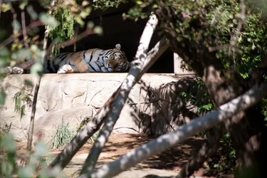 $zoo_tiger.webp $zoo_tiger.webp
