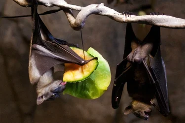 $zoo_bat_closeup.webp $zoo_bat_closeup.webp