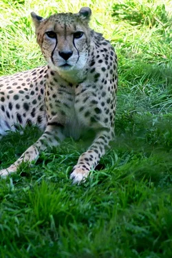 $zoo_cheeta_closeup.webp $zoo_cheeta_closeup.webp