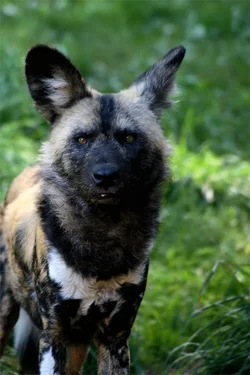 $zoo_hyena_closeup.webp $zoo_hyena_closeup.webp