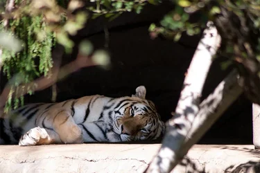 $zoo_tiger_closeup.webp $zoo_tiger_closeup.webp