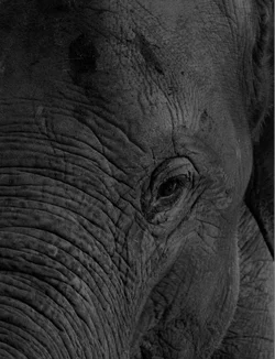 $Elephant orphanage 48.webp