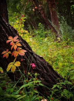 $00IMG_0279 1000p.webp