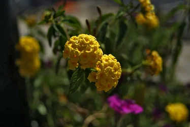 $Flower.webp