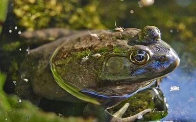 $Green-Frog-2.webp