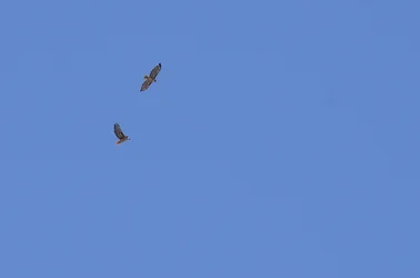 $Raptor_004.webp