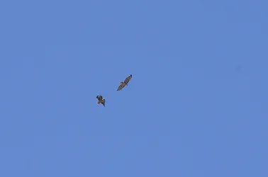 $Raptor_005.webp