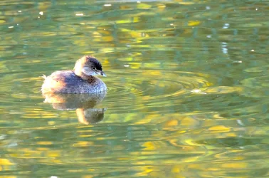 $Birds 9-14-13_0005.webp