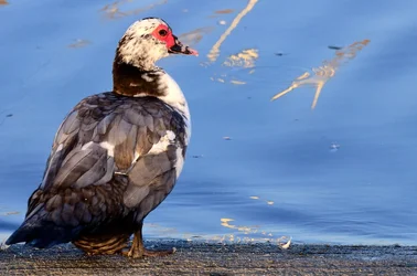 $Birds 9-14-13_0003.webp