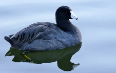 $Birds 9-14-13_0002.webp
