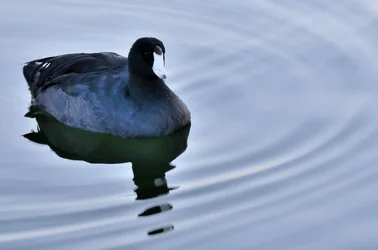 $Birds 9-14-13_0001.webp
