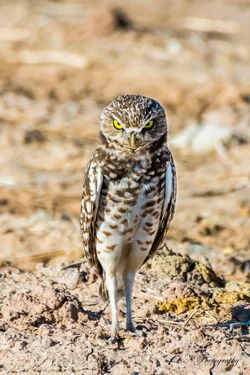 $Burrowing Owl-2 resized.webp