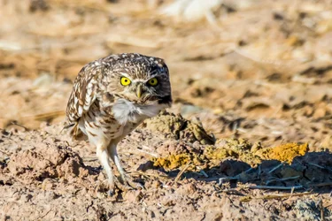 $Burrowing Owl-3 resized.webp