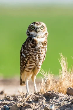 $Burrowing Owl-4 resized.webp