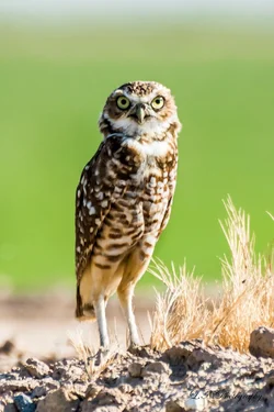 $Burrowing Owl-4 adjustment brush resized.webp