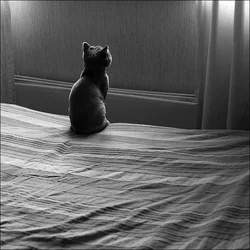 $1008-Pet-portrait-meditation.webp