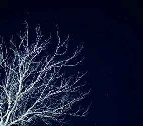 $dead_as_night_by_hurutotheguru-d6l8f74.webp