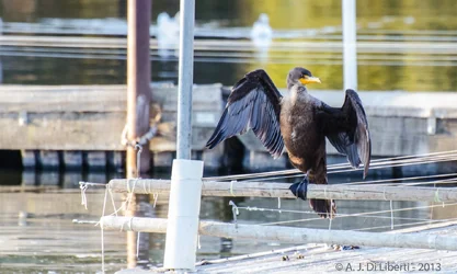 $Double-crested Cormorant.webp