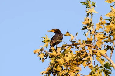 $Double-crested Cormorant 1.webp